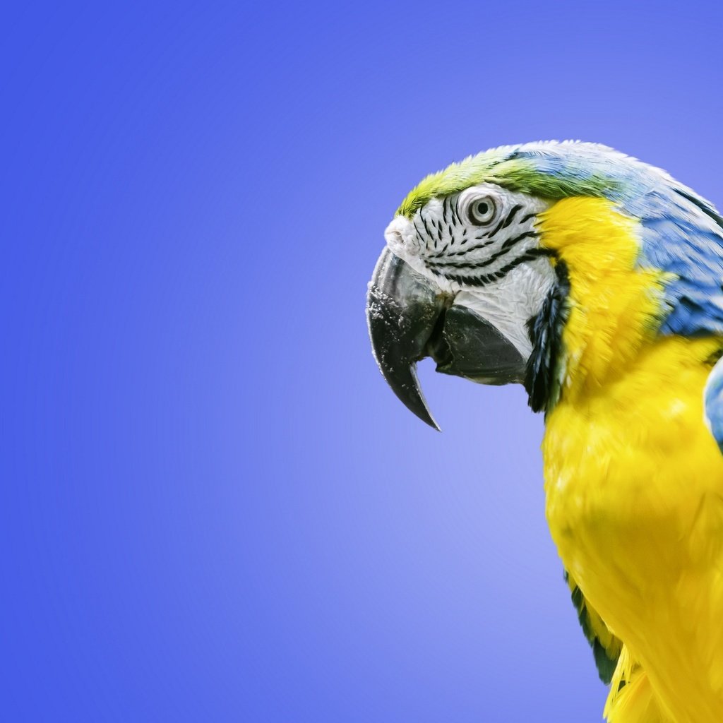 Обои птица, попугай, ара, сине-жёлтый ара, bird, parrot, ara, blue-and-yellow macaw разрешение 2560x1600 Загрузить