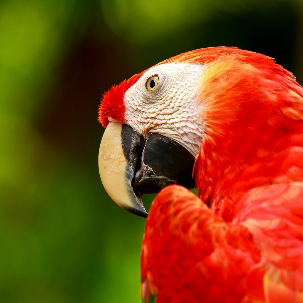 Обои птица, попугай, ара, зеленокрылый ара, bird, parrot, ara, green-winged macaw разрешение 2560x1600 Загрузить