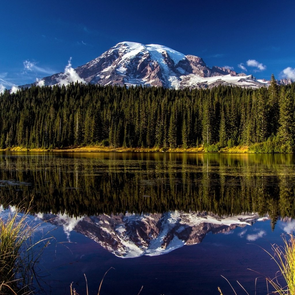 Обои цветы, лес, пейзаж, гора, национальный парк mount rainier, рейнир, национальный парк маунт-рейнир, washingtoon, flowers, forest, landscape, mountain, mount rainier national park, rainier, national park mount rainier разрешение 1920x1200 Загрузить