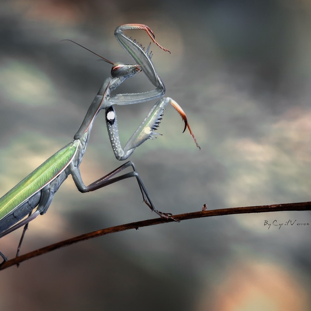 Обои насекомое, цветок, стебель, богомол, insect, flower, stem, mantis разрешение 2560x1600 Загрузить