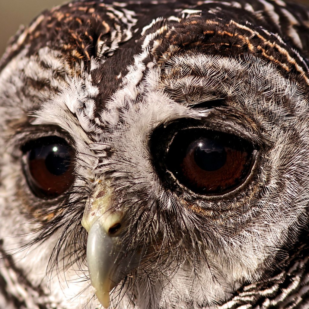 Обои глаза, сова, птица, грустный взгляд, совушка, неясыть, eyes, owl, bird, a sad look, sovushka разрешение 1920x1200 Загрузить