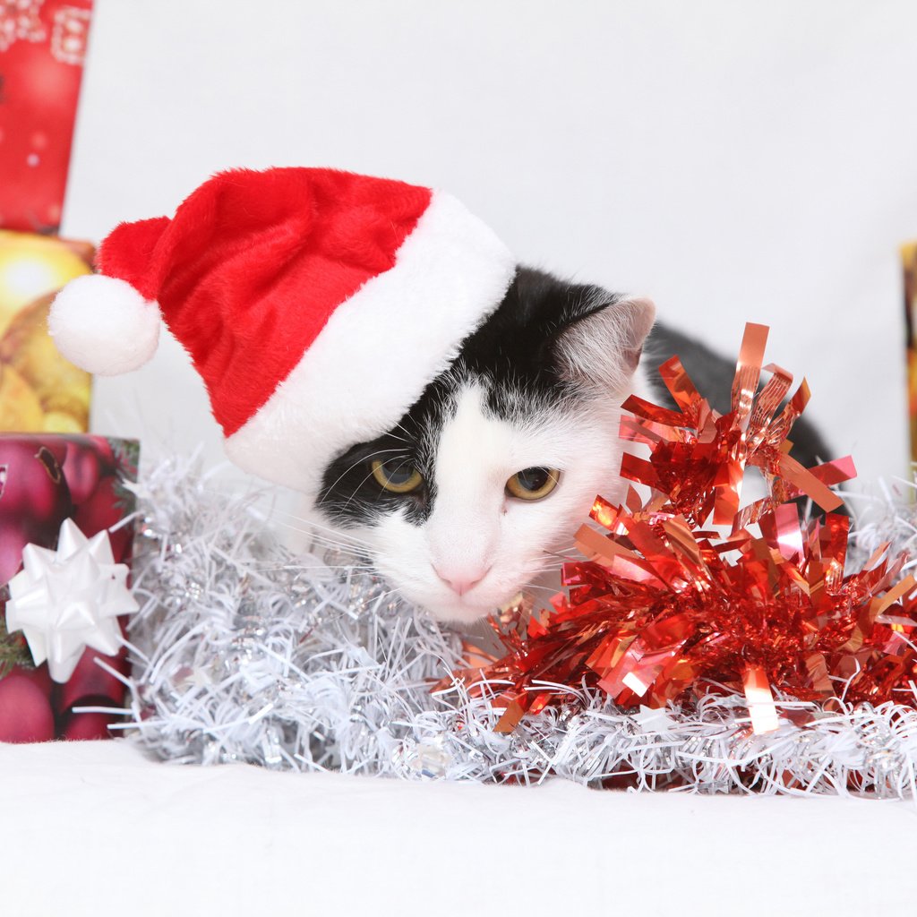 Обои новый год, кот, кошка, подарки, котенок, колпак, коробки, мишура, new year, cat, gifts, kitty, cap, box, tinsel разрешение 4800x3200 Загрузить