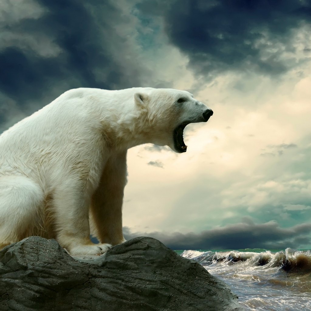 Обои небо, вода, море, животные, полярный медведь, медведь, хищник, белый медведь, рычащий большой белый медведь, large snarling polar bear, the sky, water, sea, animals, polar bear, bear, predator разрешение 2560x1600 Загрузить