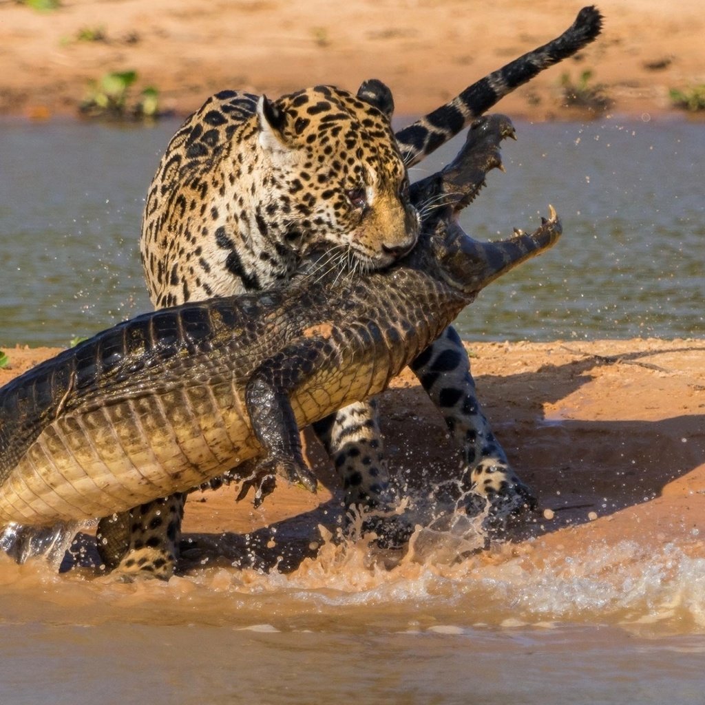 Обои удивительный кадр боя леопарда с крокодилом, amazing shot of the leopard fighting a crocodile разрешение 1920x1200 Загрузить