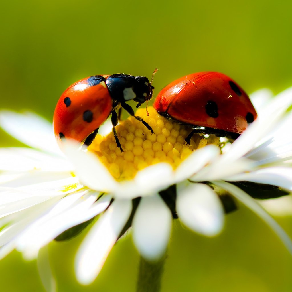 Обои ромашка, насекомые, красивые, супер, daisy, insects, beautiful, super разрешение 1920x1200 Загрузить