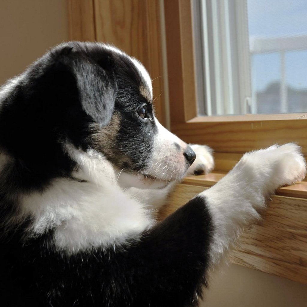Обои собака, щенок, окно, друг, dog, puppy, window, each разрешение 1920x1200 Загрузить