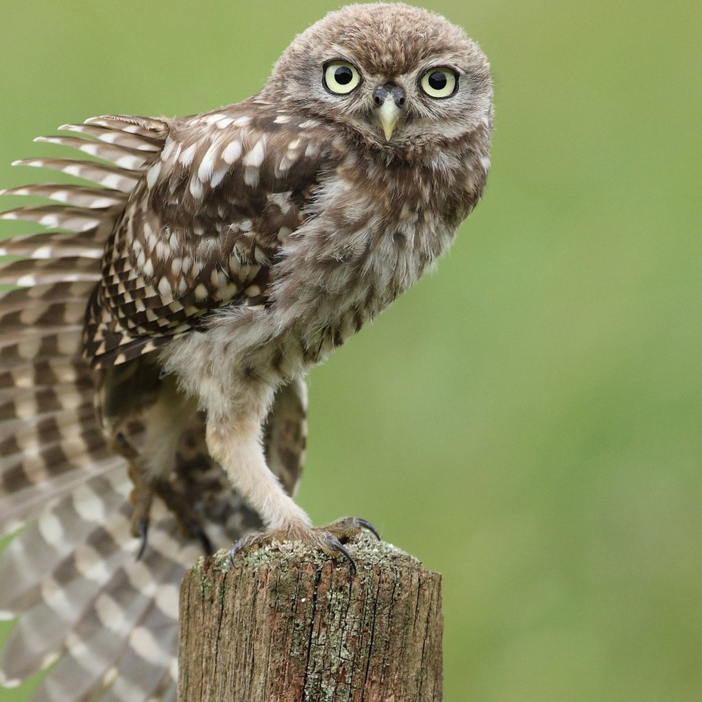 Обои сова, птица, перья, пень, крыло, сидя, тянется, owl, bird, feathers, stump, wing, sitting, stretches разрешение 1920x1200 Загрузить