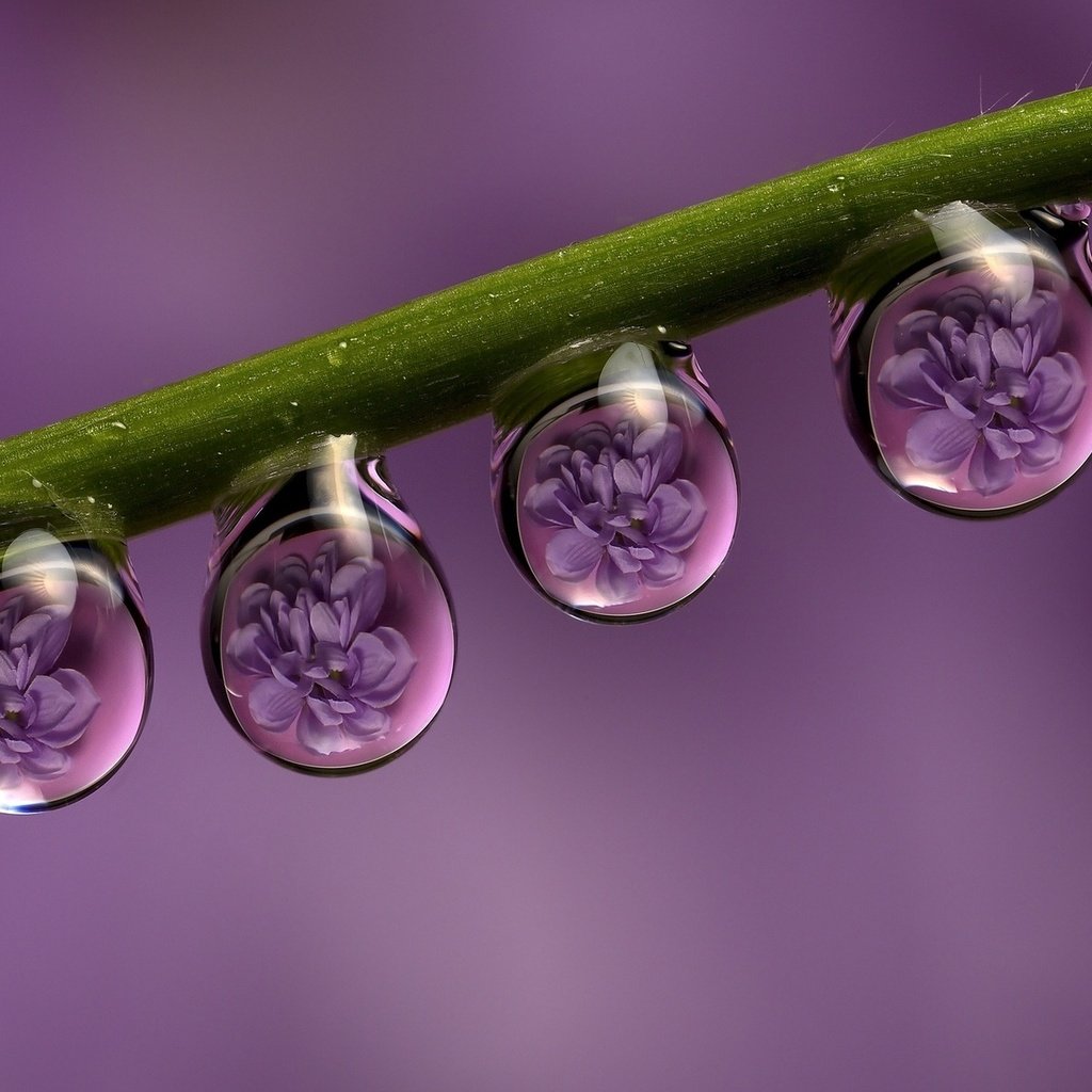 Обои цветы, макро, отражение, роса, капли, стебель, flowers, macro, reflection, rosa, drops, stem разрешение 1920x1200 Загрузить