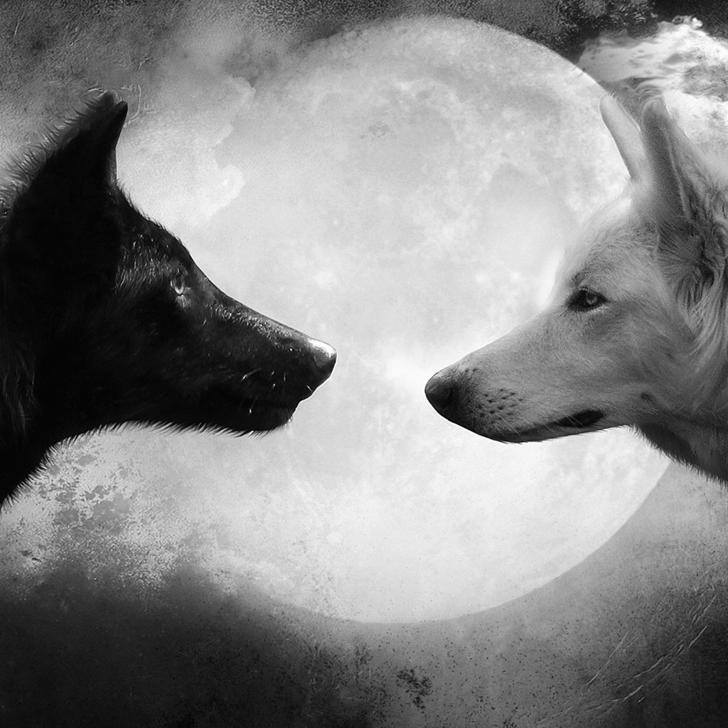 Белый и черный волк