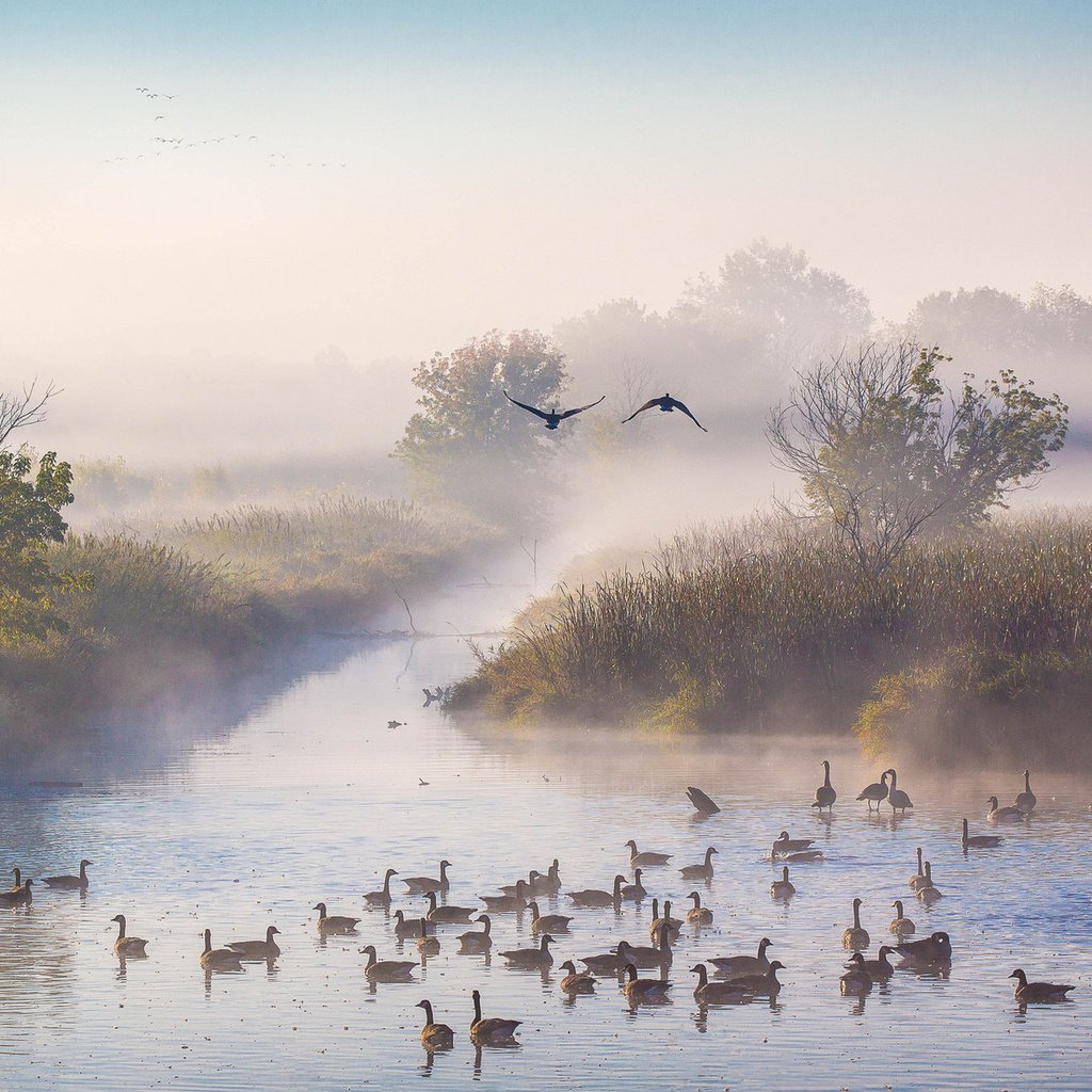 Обои река, утро, туман, осень, утки, октябрь, river, morning, fog, autumn, duck, october разрешение 1920x1200 Загрузить