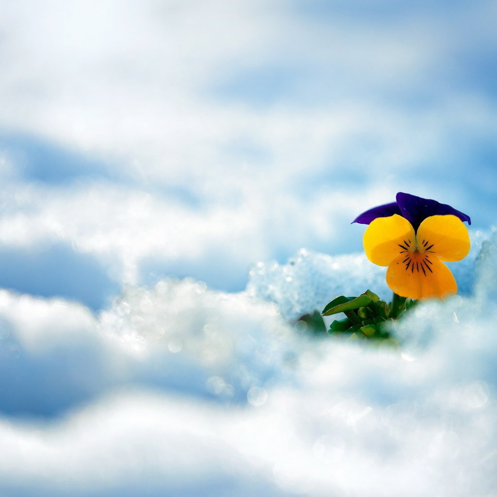 Обои снег, зима, цветок, анютины глазки, snow, winter, flower, pansy разрешение 2560x1600 Загрузить