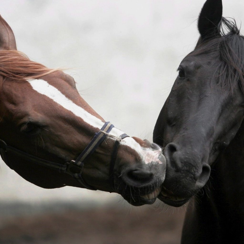 Обои лошадь, забота, морда. животные, horse, care, face. animals разрешение 1920x1200 Загрузить