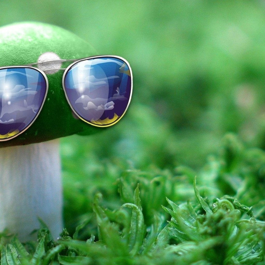 Обои природа, зелёный, макро, очки, гриб, nature, green, macro, glasses, mu...