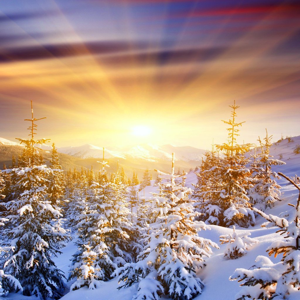 Обои восход, солнце, снег, лес, зима, sunrise, the sun, snow, forest, winter разрешение 2560x1600 Загрузить