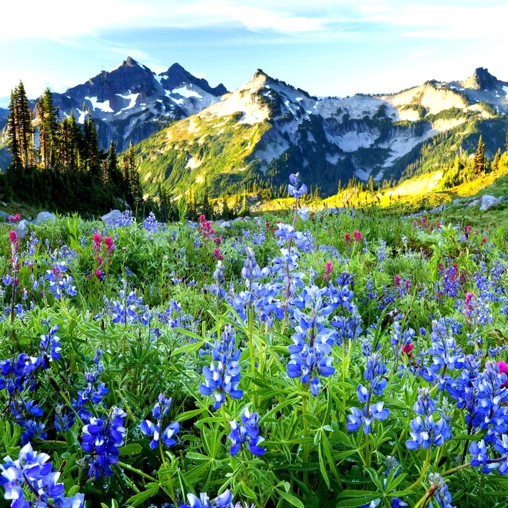 Обои небо, цветы, горы, даль, the sky, flowers, mountains, dal разрешение 2560x1600 Загрузить