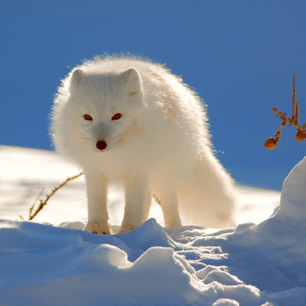 Обои снег, зима, песец, полярная лисица, snow, winter, fox, polar fox разрешение 2560x1600 Загрузить