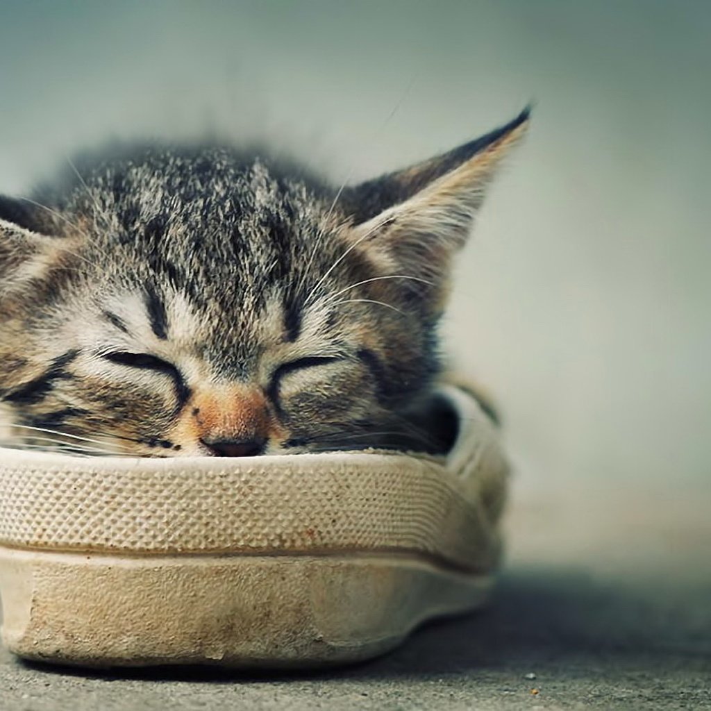 Обои котенок, спит, ушки, отдых, усики, обувь, kitty, sleeping, ears, stay, antennae, shoes разрешение 1920x1080 Загрузить