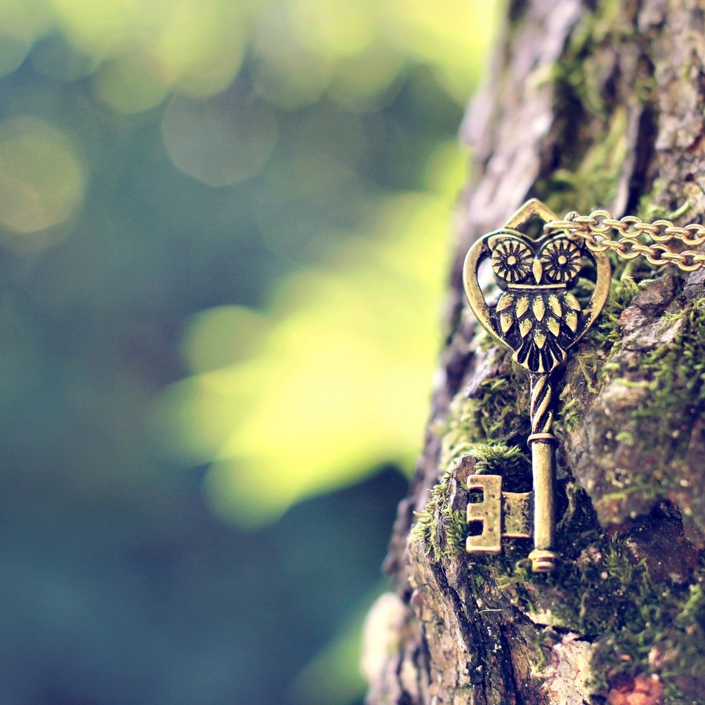 Обои сова, дерево, ключ, металлический, цепочка, подвеска, owl, tree, key, metal, chain, suspension разрешение 1920x1200 Загрузить
