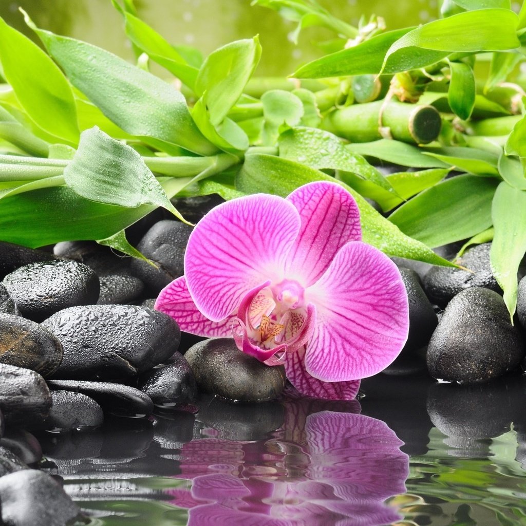 Обои камни, цветок, орхидея, орхидею, stones, flower, orchid разрешение 2560x1600 Загрузить