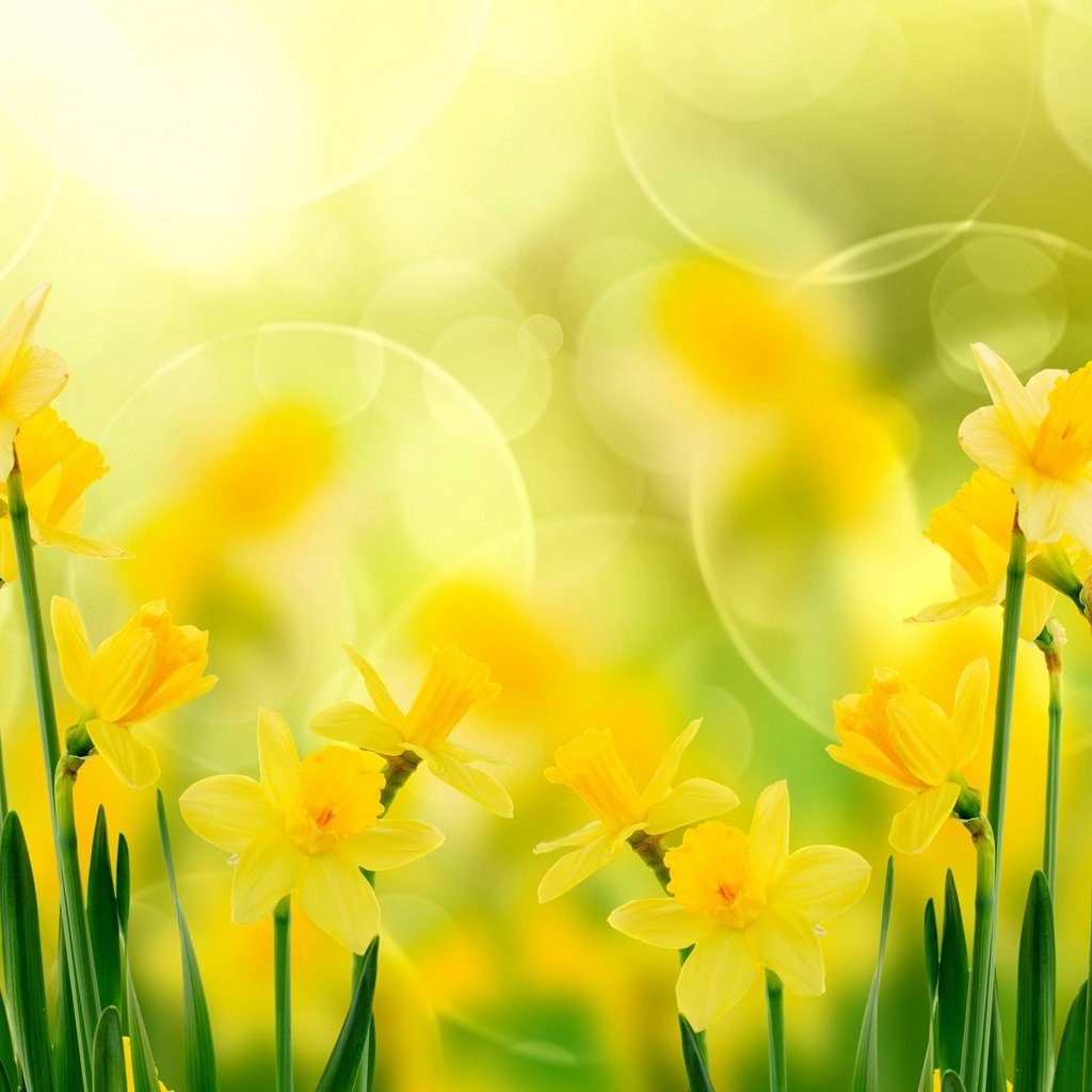 Обои цветы, нарциссы, желтые, flowers, daffodils, yellow разрешение 1920x1200 Загрузить