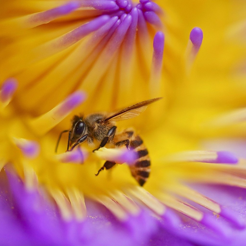 Обои макро, насекомое, цветок, пчела, macro, insect, flower, bee разрешение 1920x1200 Загрузить