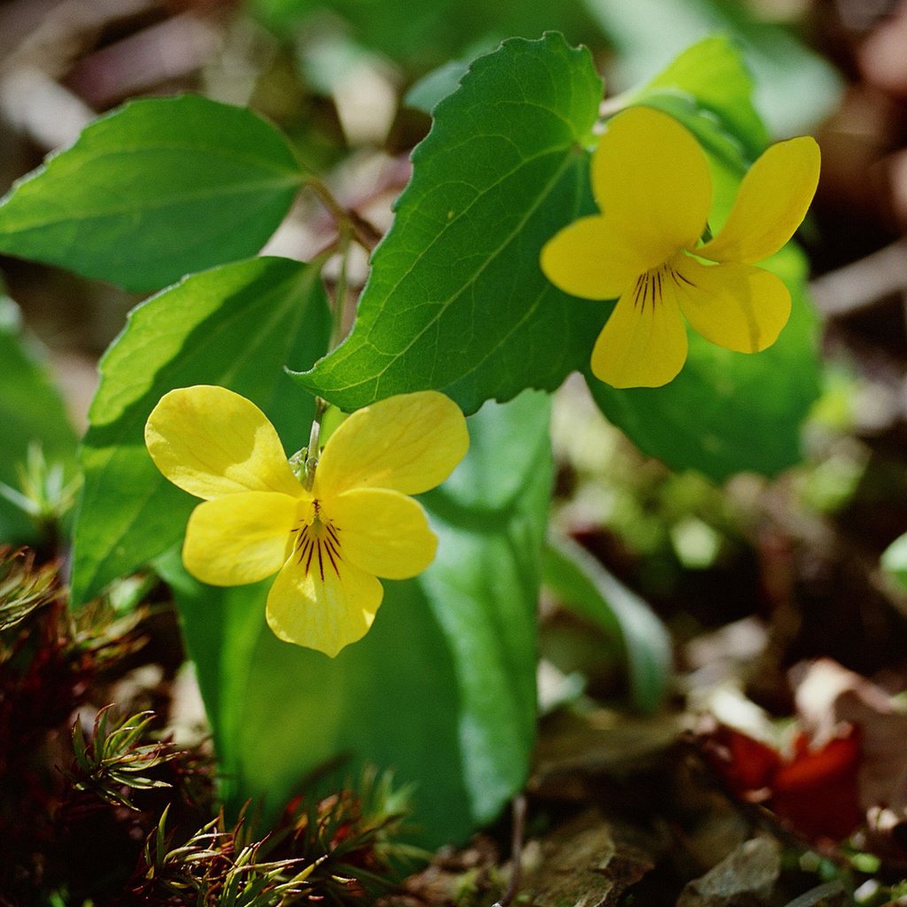 Обои цветы, фиалки, желтые нежные природа, flowers, violet, yellow gentle nature разрешение 1920x1200 Загрузить