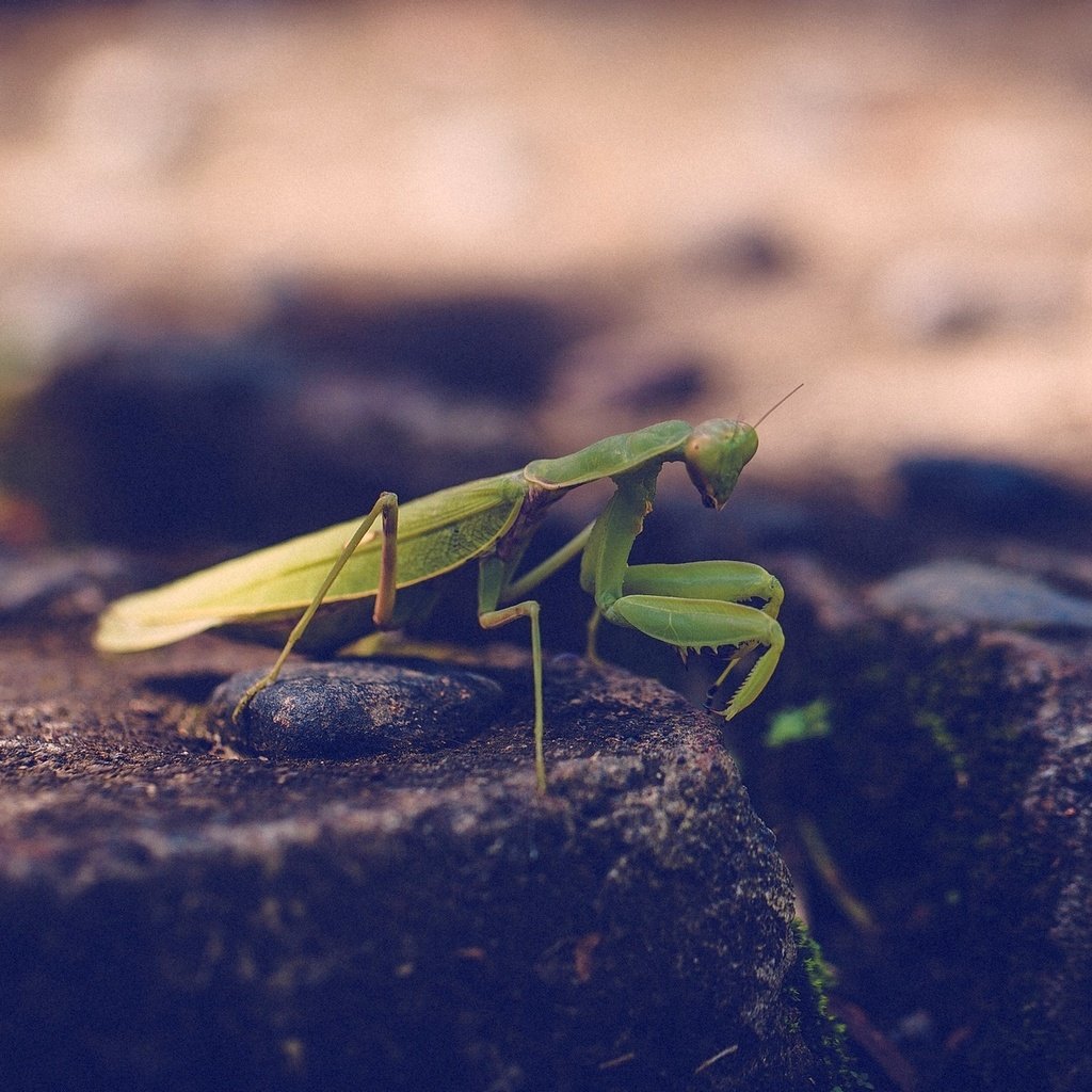 Обои зелёный, насекомое, богомол, лапки, green, insect, mantis, legs разрешение 1920x1200 Загрузить