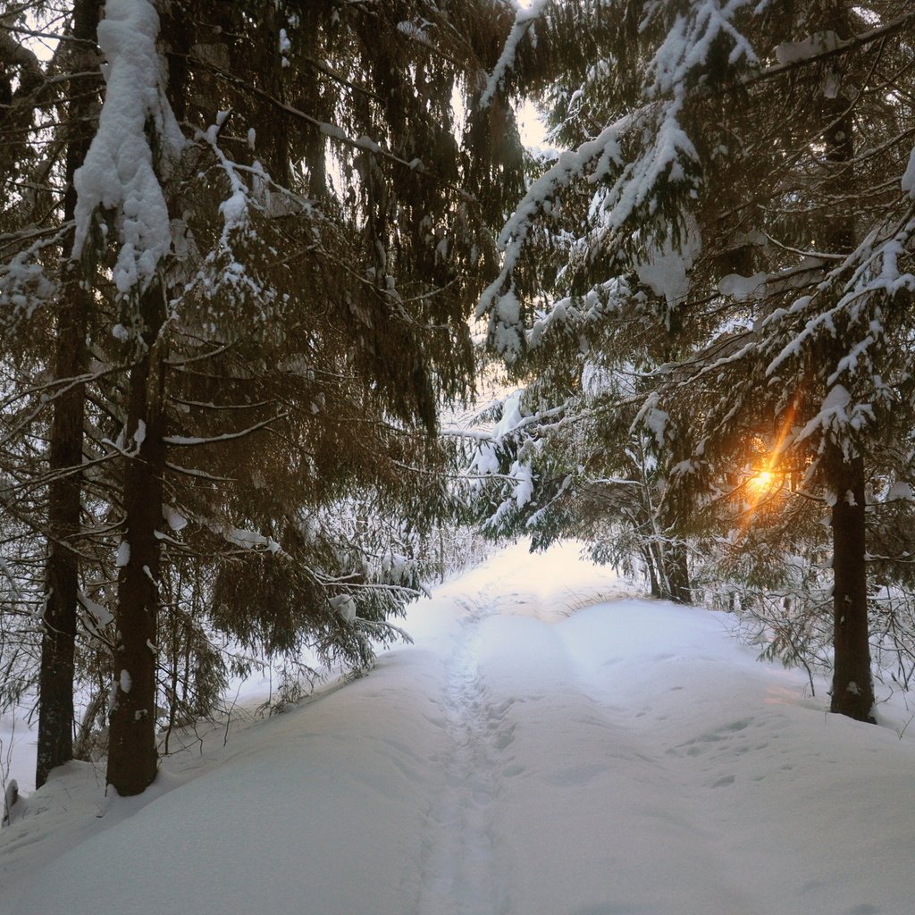 Обои дорога, деревья, снег, природа, зима, road, trees, snow, nature, winter разрешение 2875x1910 Загрузить