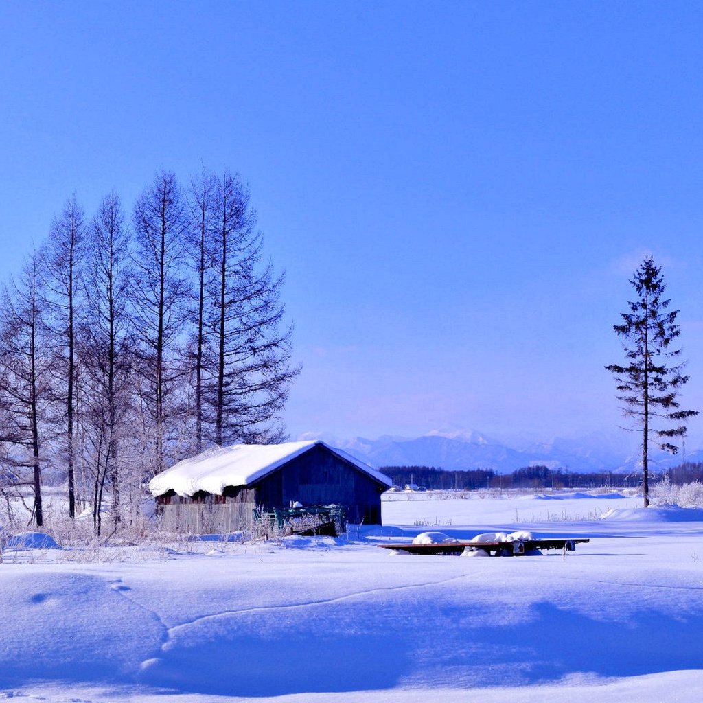 Обои деревья, снег, зима, поле, дом, trees, snow, winter, field, house разрешение 1920x1200 Загрузить