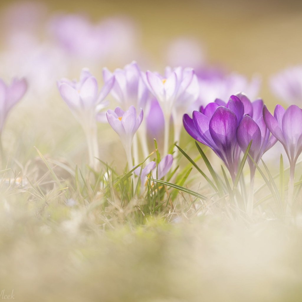 Обои цветы, трава, макро, весна, крокусы, боке, flowers, grass, macro, spring, crocuses, bokeh разрешение 1920x1280 Загрузить