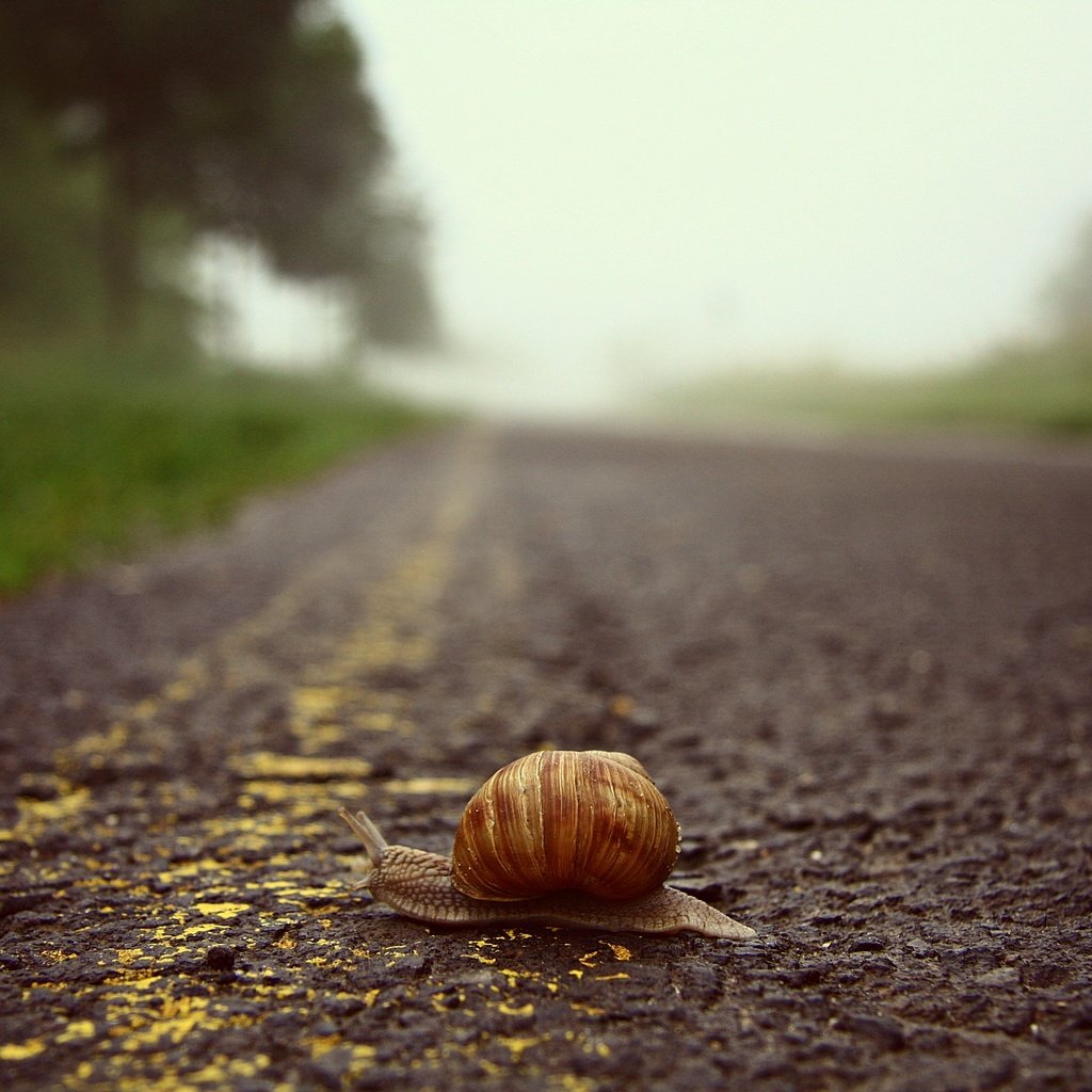 Обои дорога, макро, ползет, улитка, road, macro, crawling, snail разрешение 3888x2592 Загрузить