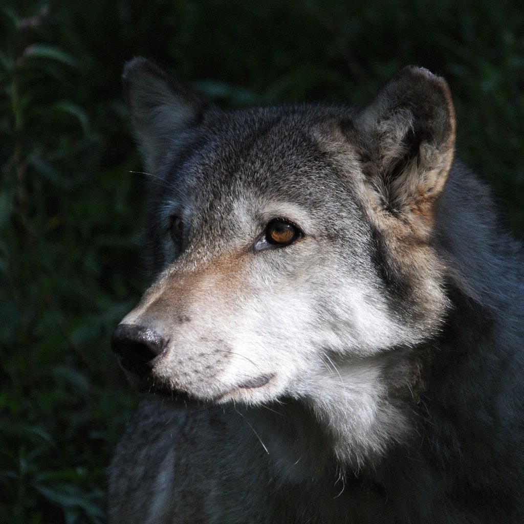 Обои взгляд, серый, хищник, волк, look, grey, predator, wolf разрешение 2048x1364 Загрузить