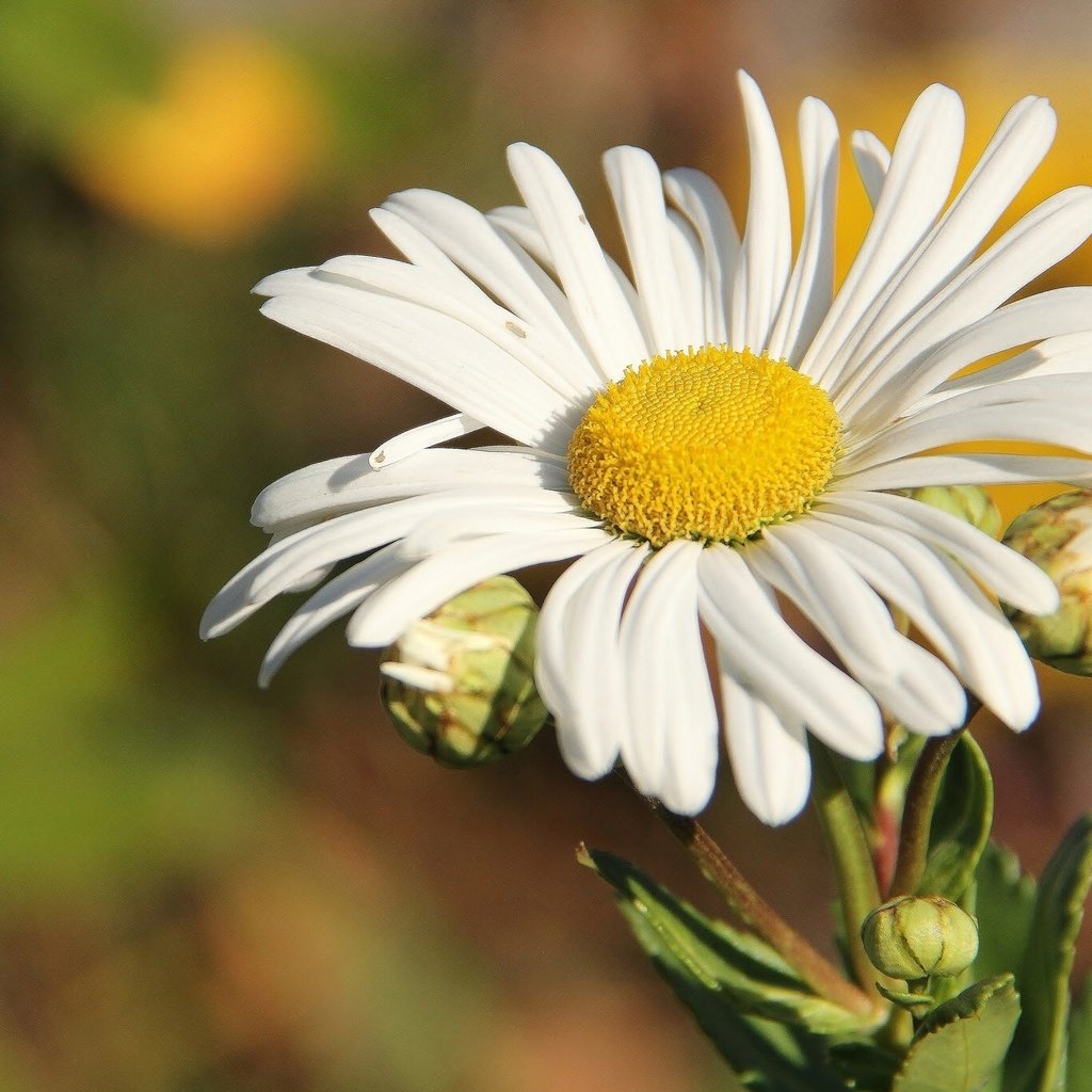 Обои природа, макро, цветок, ромашка, nature, macro, flower, daisy разрешение 2048x1365 Загрузить