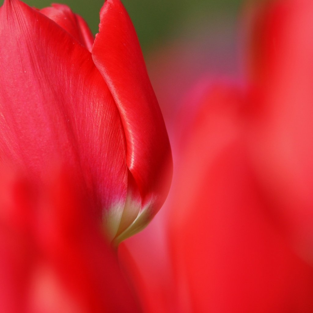 Обои фокус камеры, цветок, красные, красный, тюльпан, the focus of the camera, flower, red, tulip разрешение 3600x2400 Загрузить