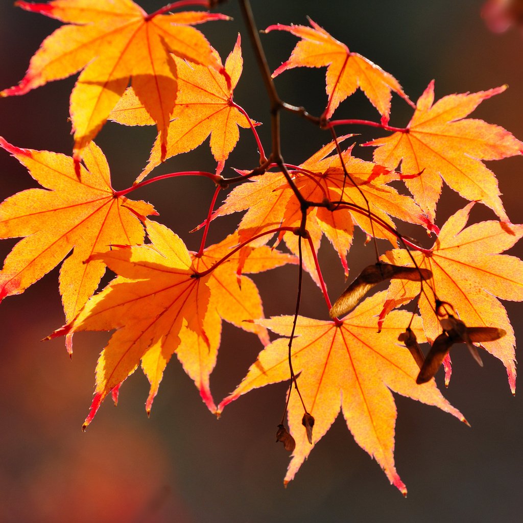 Обои ветка, листья, макро, осень, branch, leaves, macro, autumn разрешение 1980x1485 Загрузить