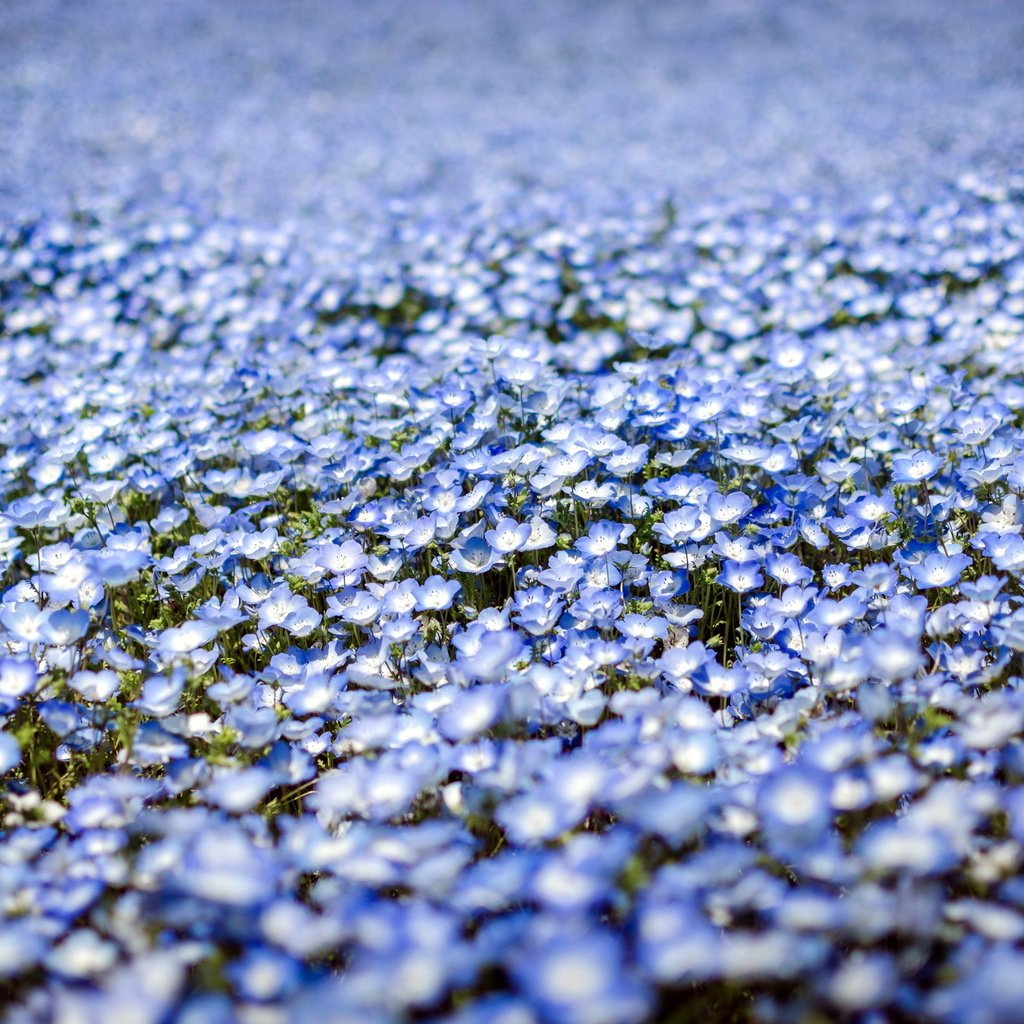 Обои цветы, природа, весна, много, у тебя волос, немофила, flowers, nature, spring, a lot, you have hair, nemophila разрешение 2560x1600 Загрузить