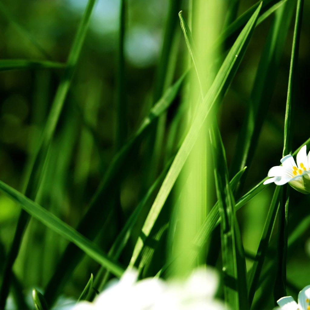 Обои цветы, зелень, белые лепестки, летний цветок, flowers, greens, white petals, summer flower разрешение 1920x1200 Загрузить