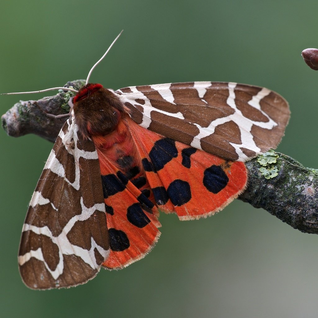 Обои ветка, макро, насекомое, бабочка, моль, медведица-кайя, branch, macro, insect, butterfly, mol, bear-kaya разрешение 3200x2134 Загрузить