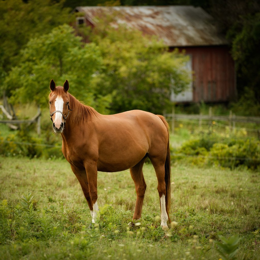 Обои лошадь, взгляд, забор, дом, пастбище, конь, загон, horse, look, the fence, house, pasture, corral разрешение 2048x1418 Загрузить