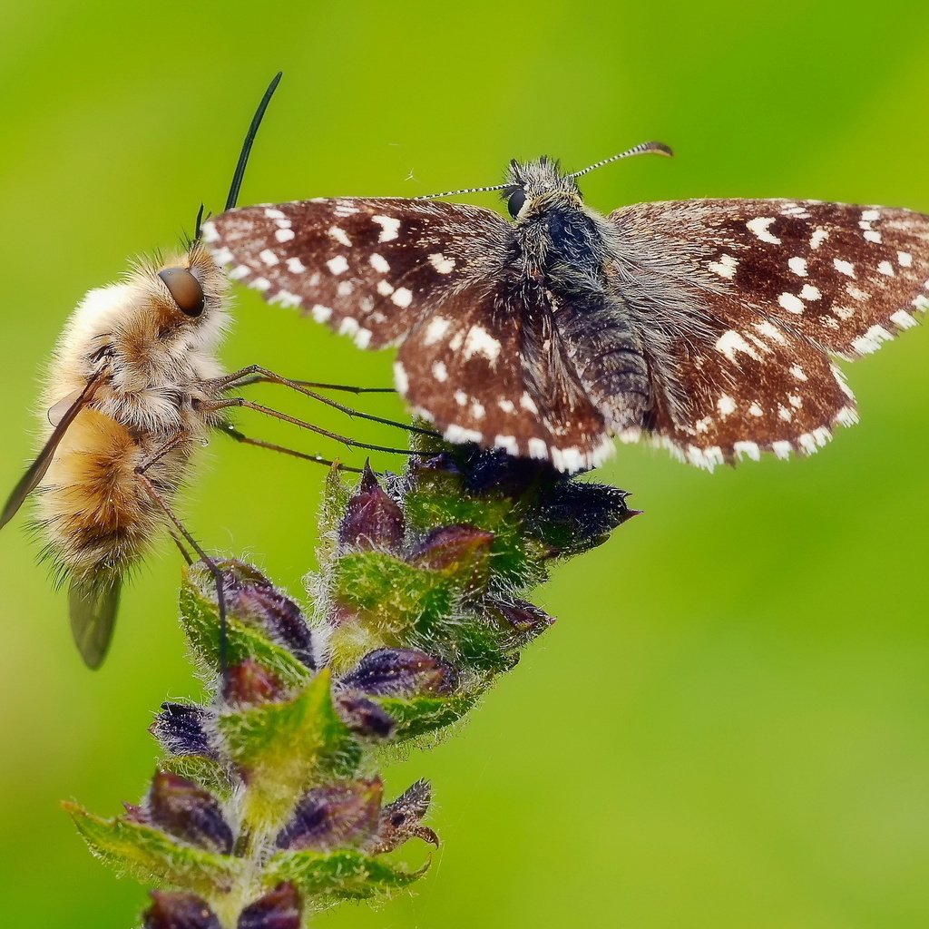 Обои цветок, бабочка, насекомые, растение, муха, flower, butterfly, insects, plant, fly разрешение 2048x1360 Загрузить