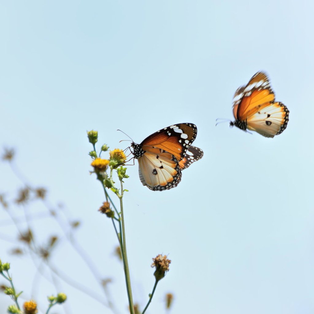 Обои макро, цветок, насекомые, бабочки, macro, flower, insects, butterfly разрешение 2048x1356 Загрузить