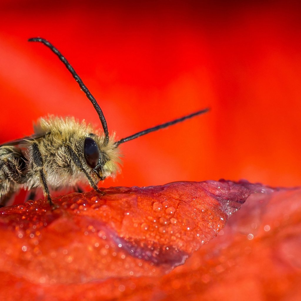 Обои насекомое, цветок, капли, красный, лепесток, пчела, insect, flower, drops, red, petal, bee разрешение 2048x1357 Загрузить