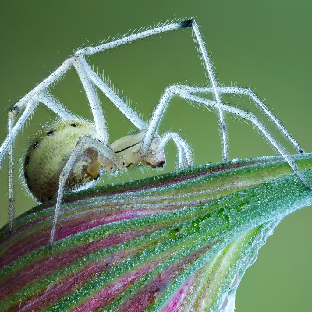 Обои макро, цветок, насекомые, паук, macro, flower, insects, spider разрешение 3600x2425 Загрузить