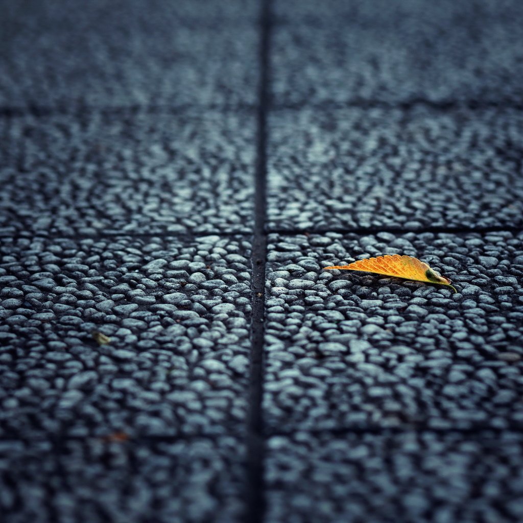 Обои фон, лист, улица, асфальт, background, sheet, street, asphalt разрешение 2560x1600 Загрузить