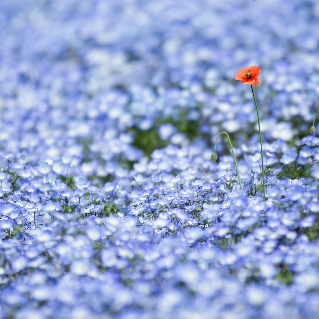 Обои цветы, природа, поле, луг, flowers, nature, field, meadow разрешение 1920x1080 Загрузить