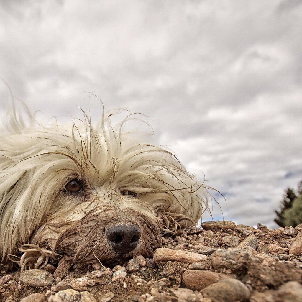 Обои собака, друг, белая, мохнатая, гаванский бишон, dog, each, white, hairy, the havanese разрешение 1920x1200 Загрузить