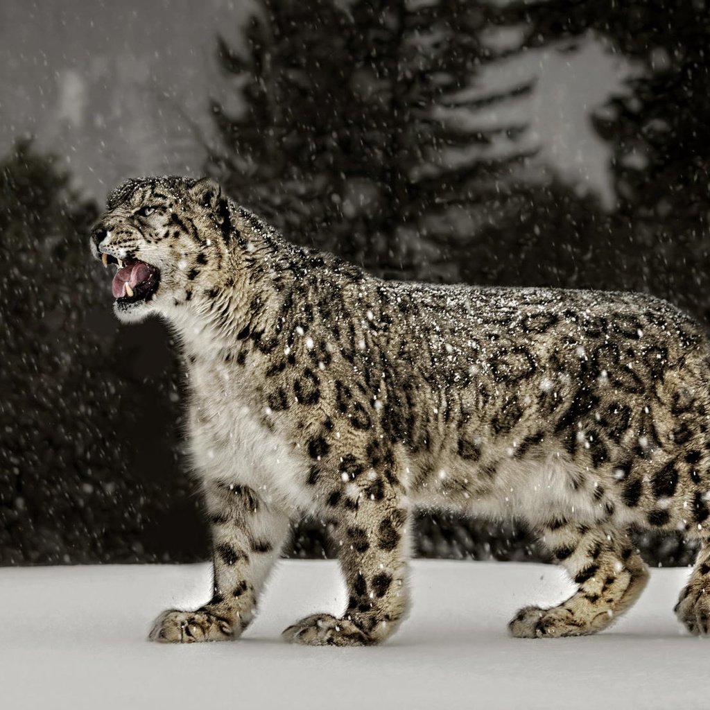 Обои снег, природа, ирбис, снежный леопард, snow, nature, irbis, snow leopard разрешение 2048x1101 Загрузить