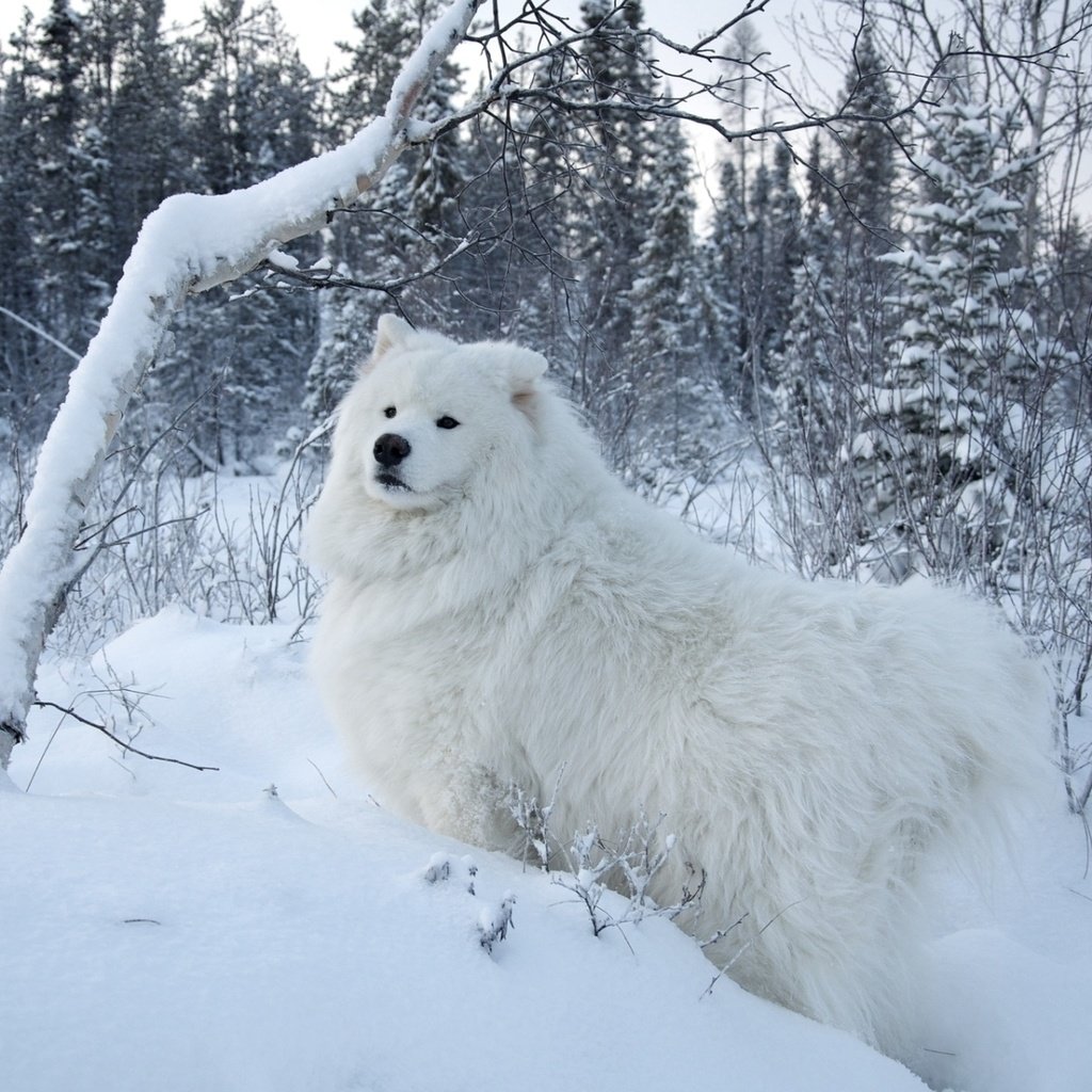 Обои снег, природа, собака, самоед, самоедская собака, snow, nature, dog, samoyed, the samoyed разрешение 1920x1200 Загрузить