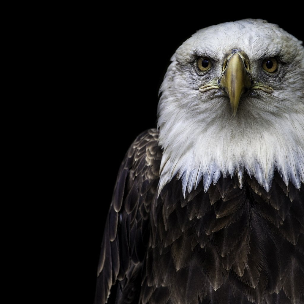 Обои природа, орел, птицы, белоголовый орлан, nature, eagle, birds, bald eagle разрешение 1920x1200 Загрузить