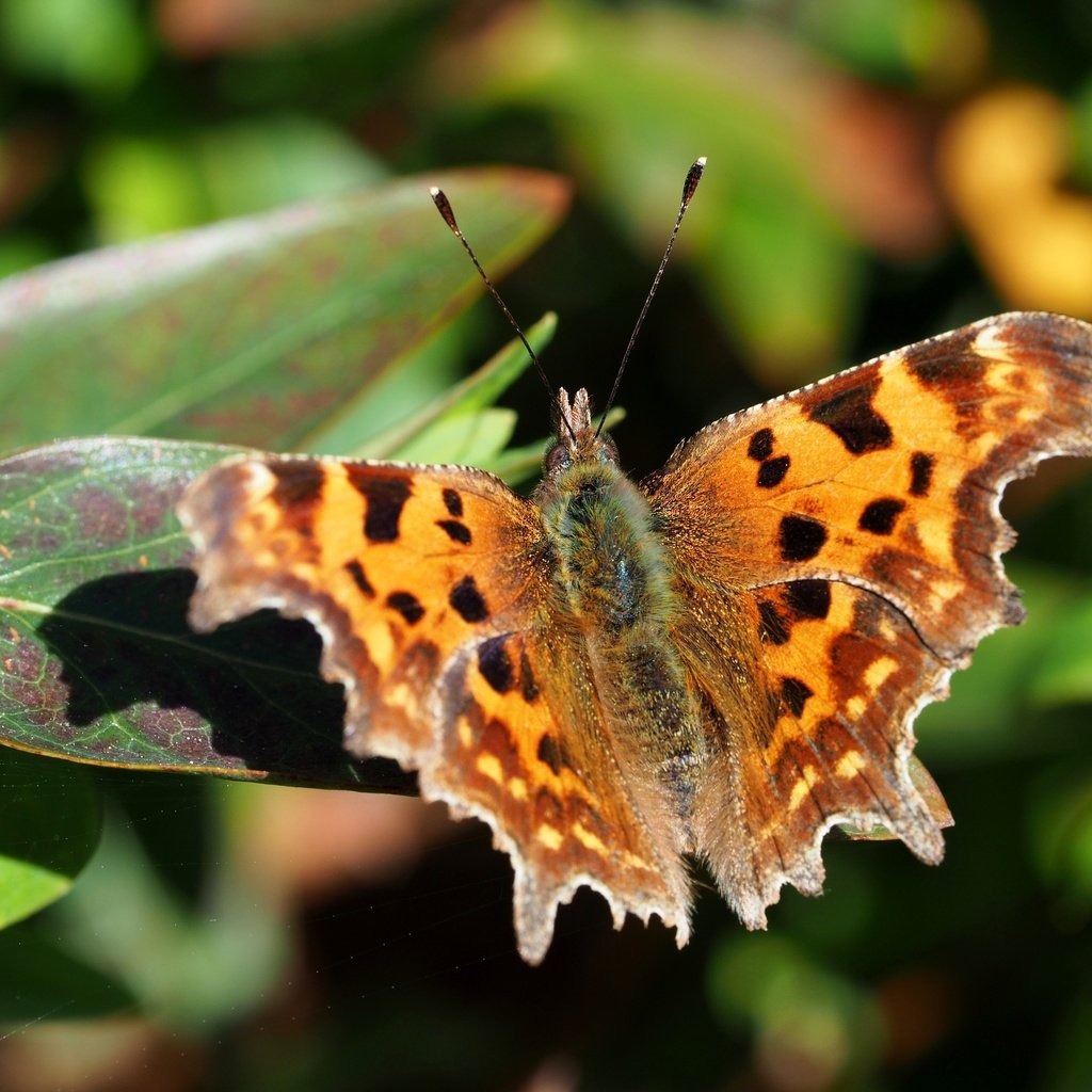 Обои листья, макро, бабочка, насекомые, leaves, macro, butterfly, insects разрешение 4608x3456 Загрузить